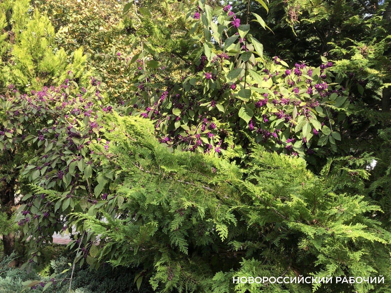 Советы дня на 2 ноября: о рубиновых звёздах, балете и мутных глазах