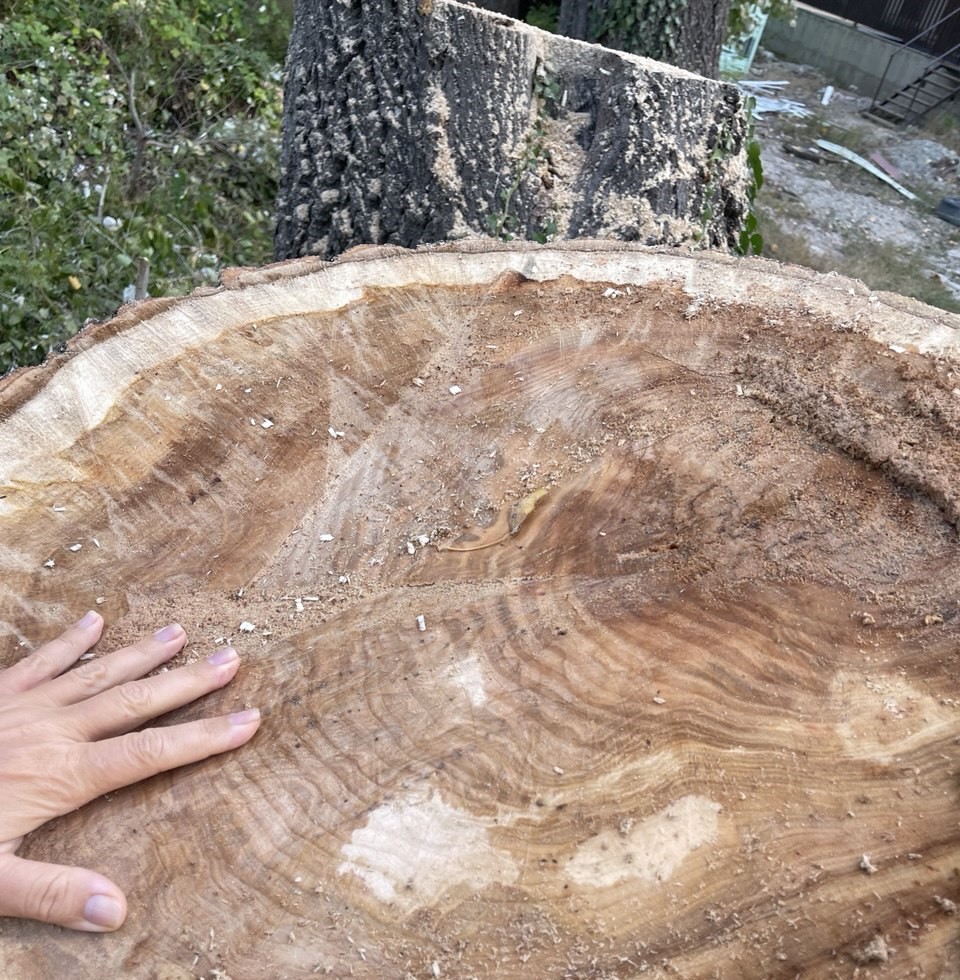 В Новороссийске пилят «вековые» серебристые тополи