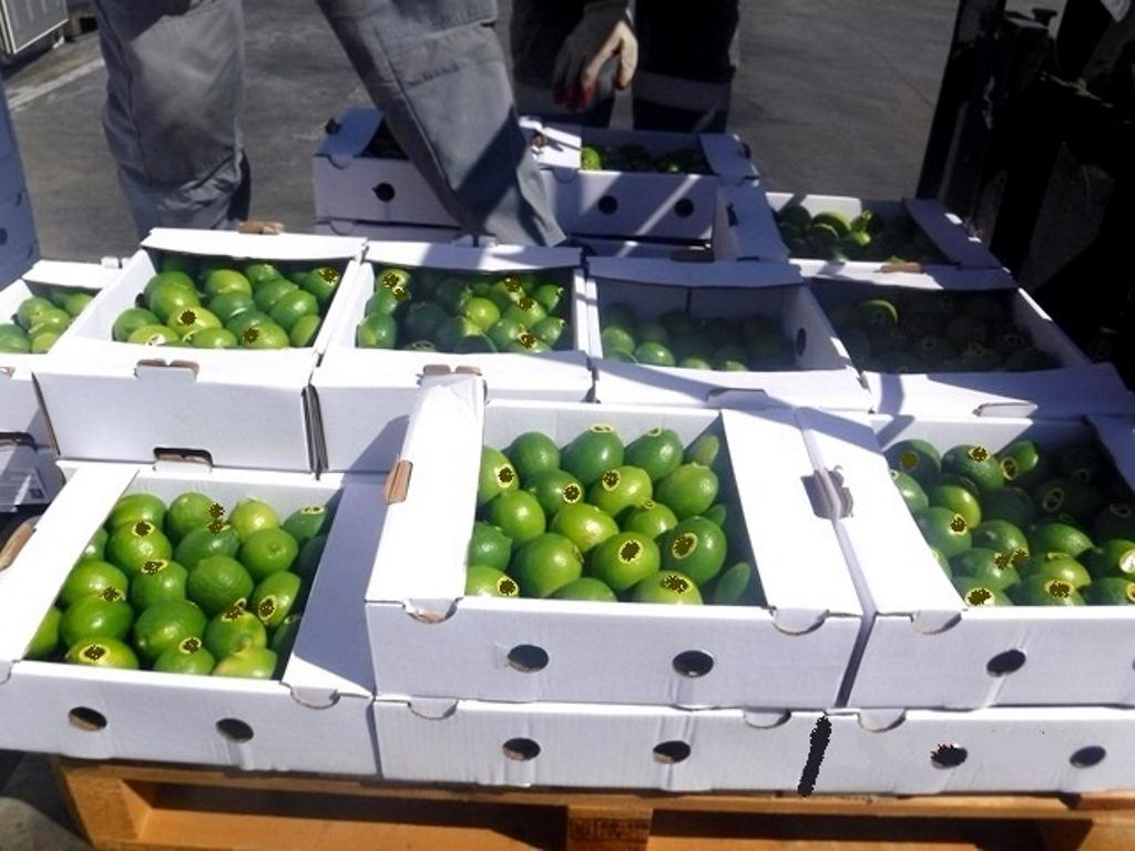 Перепутали лайм с лимоном? В Новороссийске таможенники задержали 20 тонн цитрусовых