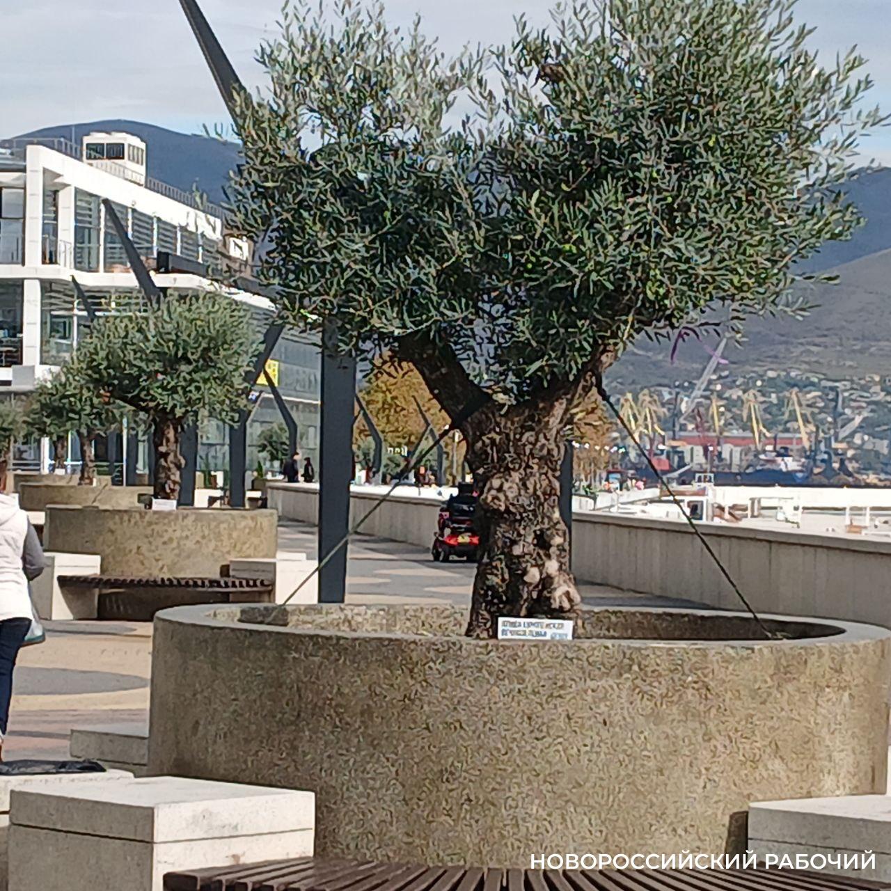 В Новороссийске оливы на набережной пережили первый норд-ост