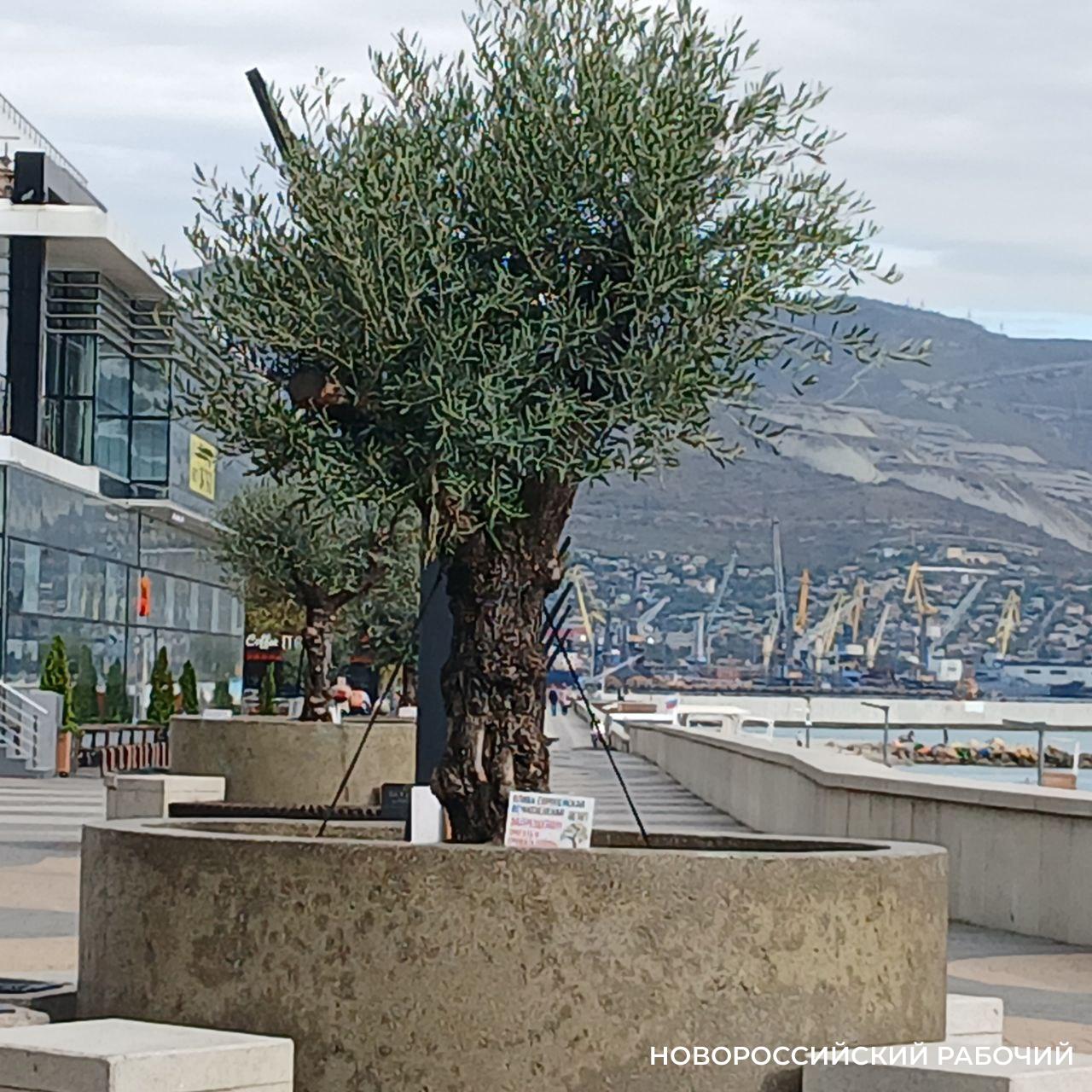 В Новороссийске воспели оливковую аллею