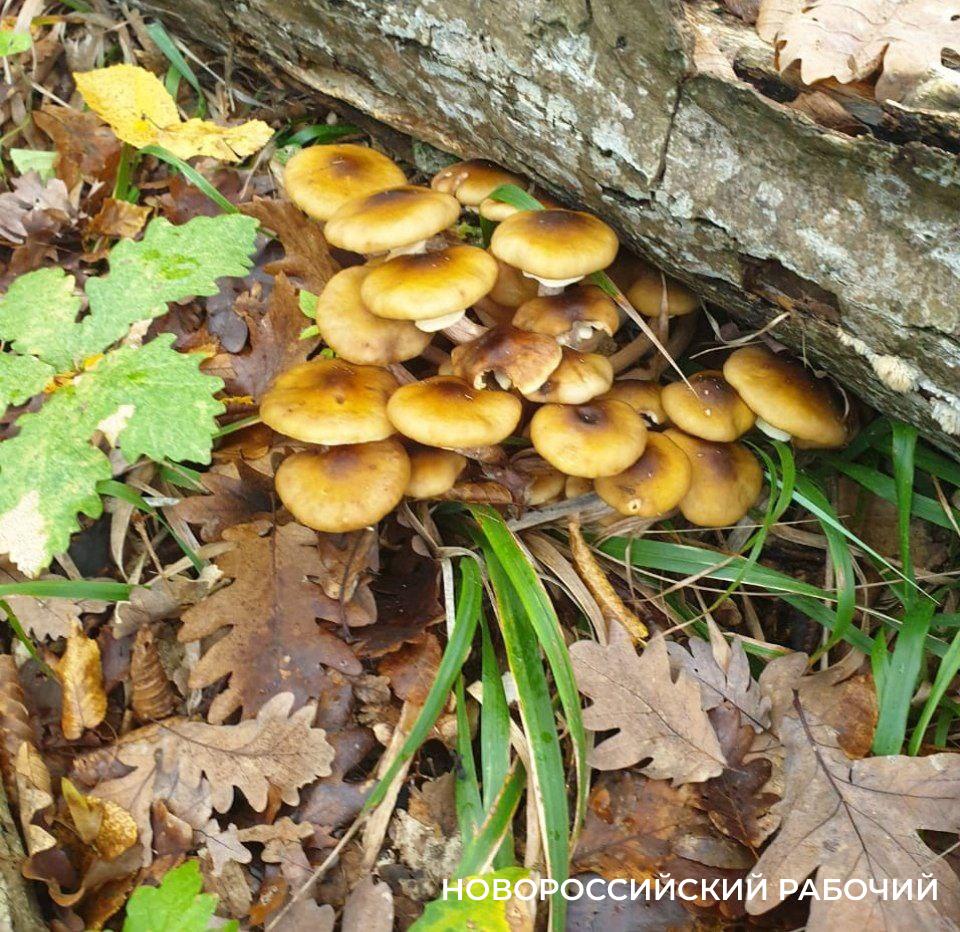 Все в лес! В  окрестностях Новороссийска дождались осенних грибов