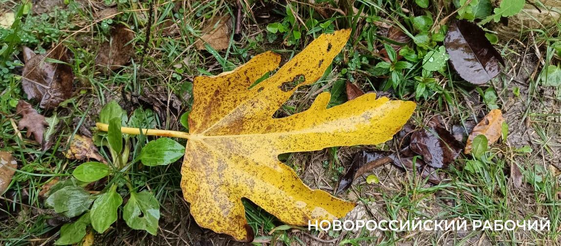 Новороссийцы наслаждаются красками осени перед тремя дождливыми днями