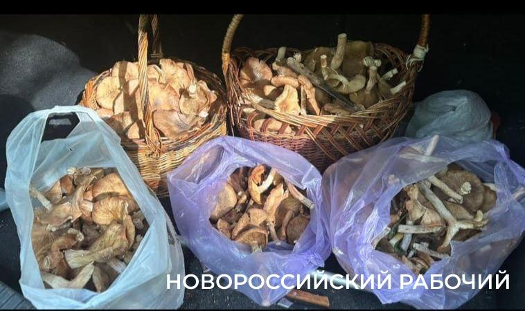 Места надо знать! В Новороссийске после дождя ждут осенних опят и собирают «кораллы»