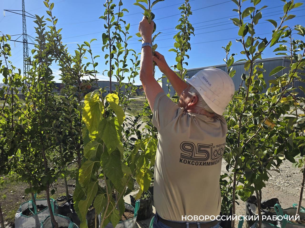 Инжир, груши и акацию посадили в промзоне сотрудники «КХМ-Новороссийск»