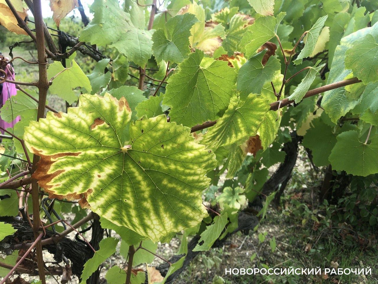 Советы дня на 11 октября: о подсчёте голосов на выборах, полной ликвидации частной торговли и езде по бездорожью