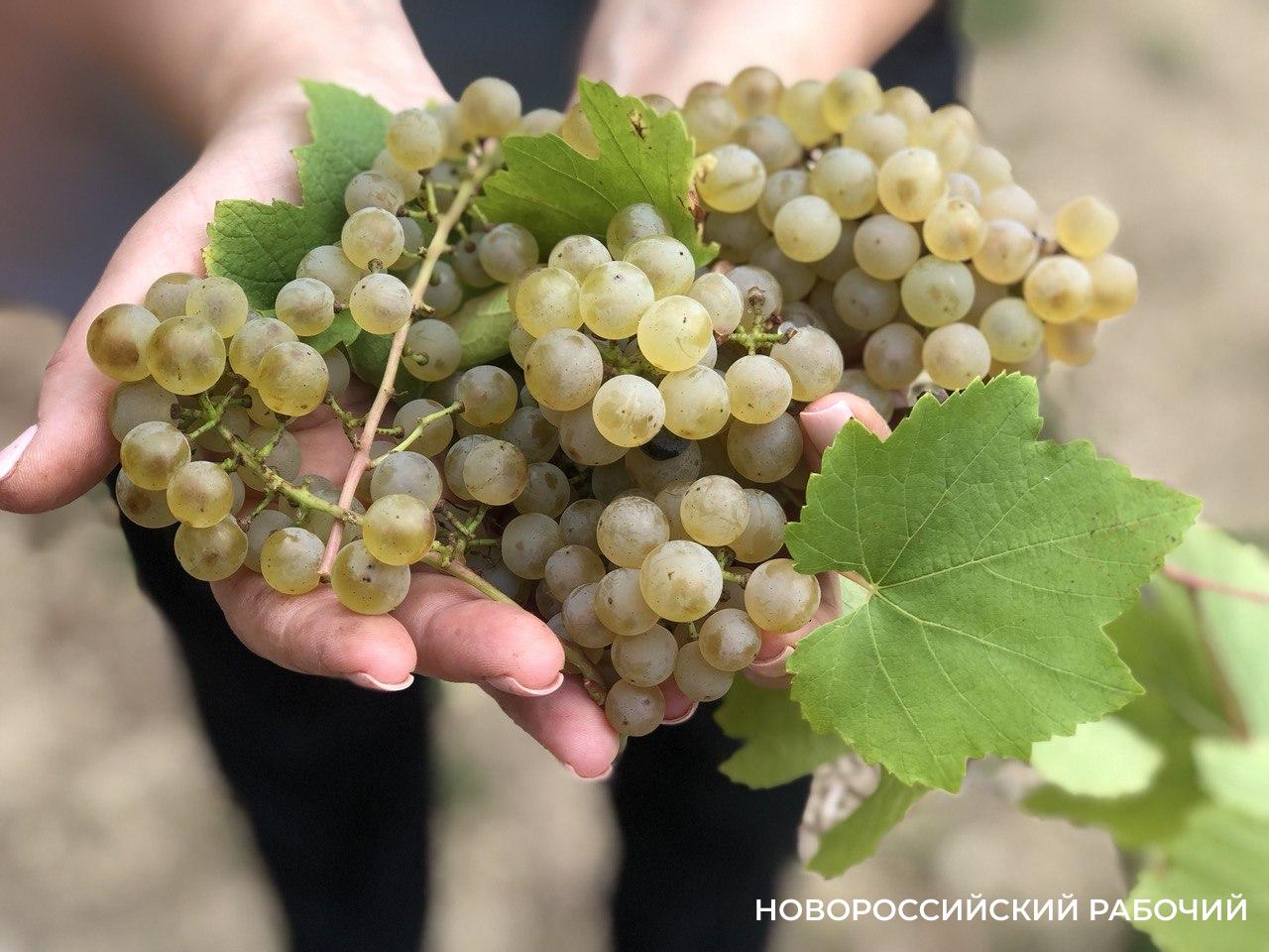 Остатки – сладки! В «Абрау-Дюрсо» разрешили собирать виноград всем желающим