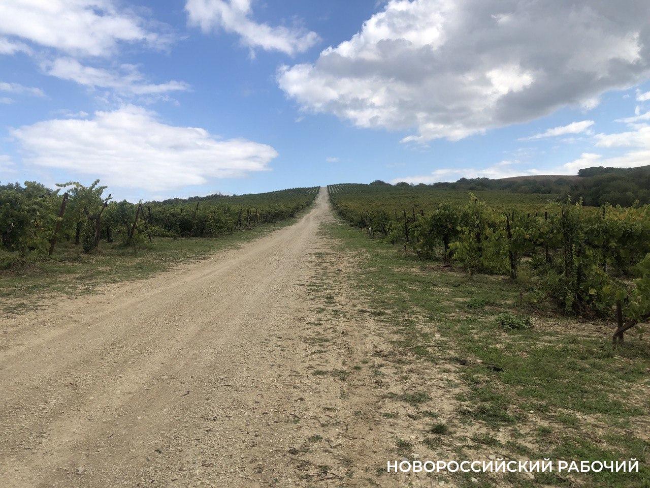 Будут ли индийцы работать на виноградниках Абрау-Дюрсо?