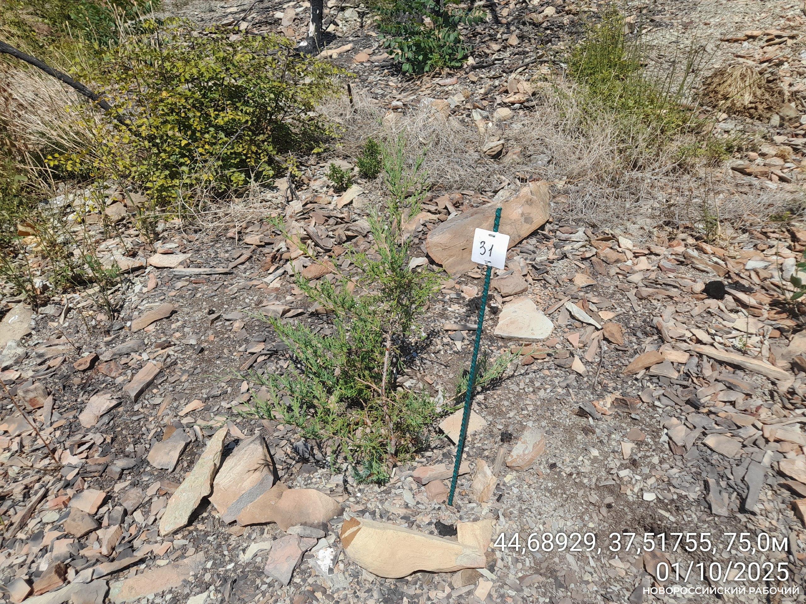 На пепелище Абрауского заказника в Новороссийске прижились высаженные год назад можжевельники