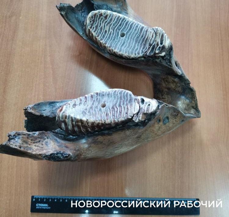 В Новороссийске будут судить продавца зубов мамонта. Рассказываем, как отличить кости доисторических животных?