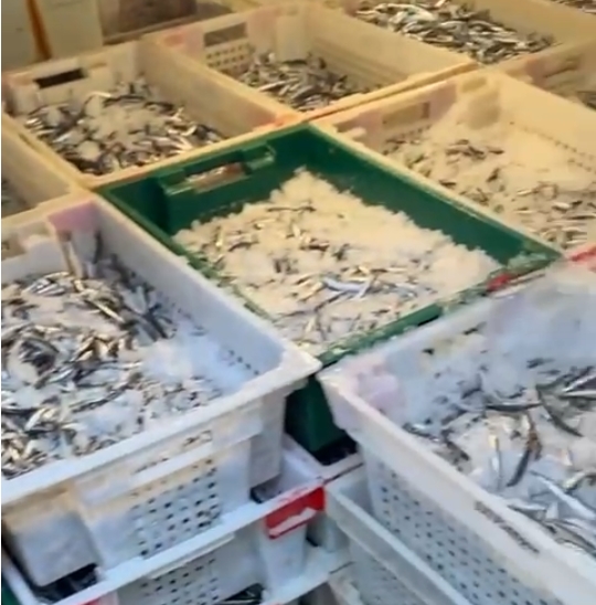 «Хамса шикарная!» Новороссийские рыбаки прислали видео с путины