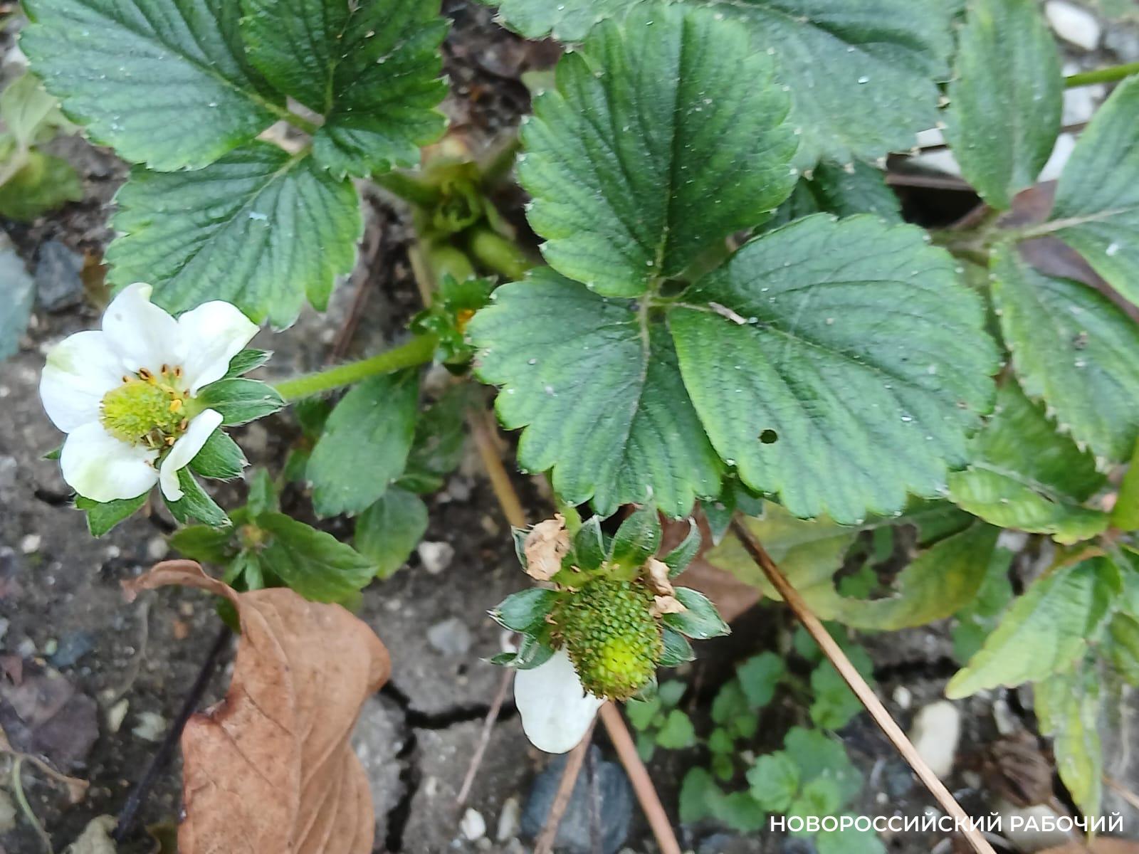 Перепутали май с ноябрем! За неделю до зимы в Новороссийске зацвели сады и огороды