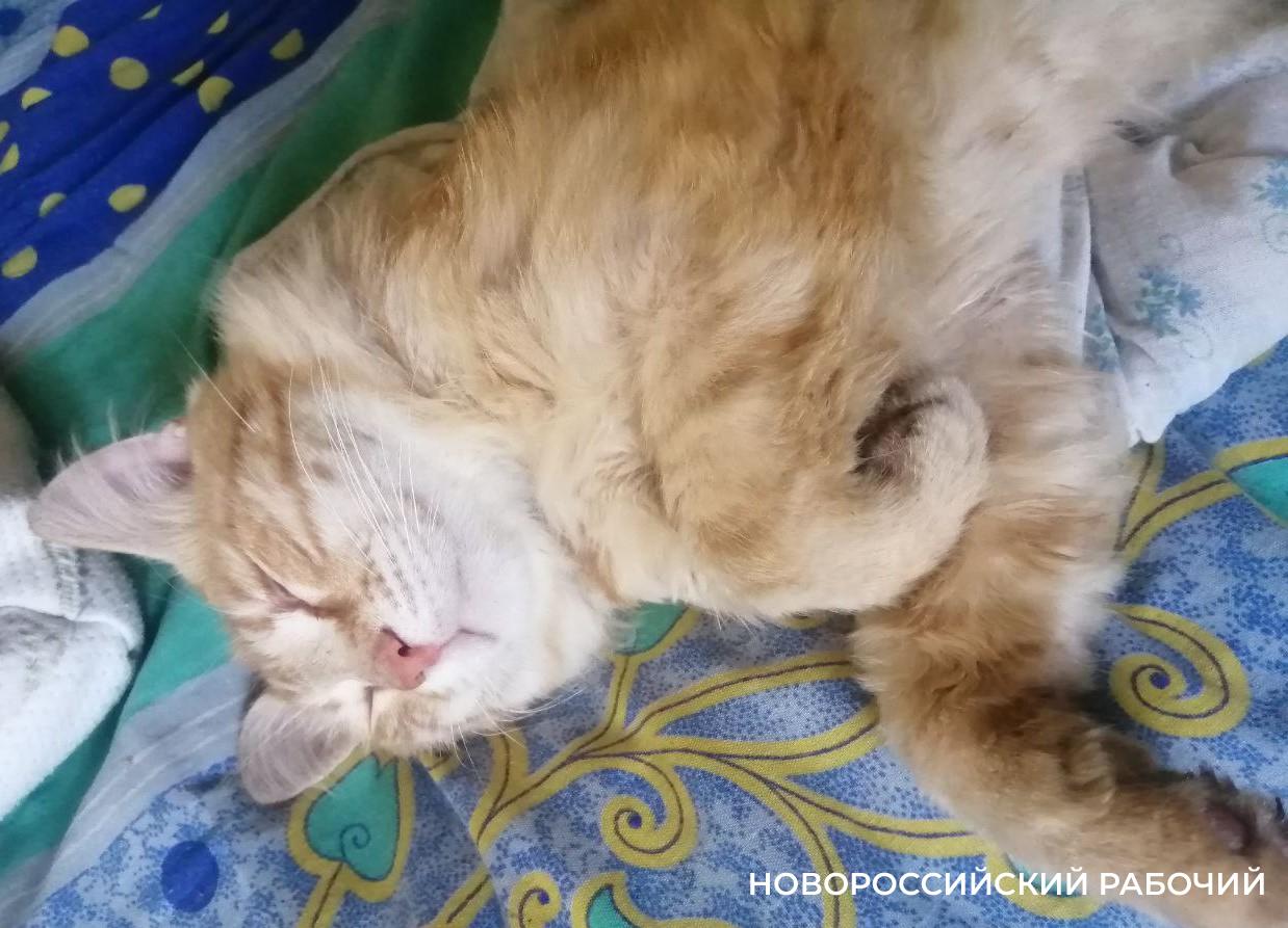 «Да они издеваются!» Новороссийцы раскритиковали пост АТЭКа про котика — источник тепла