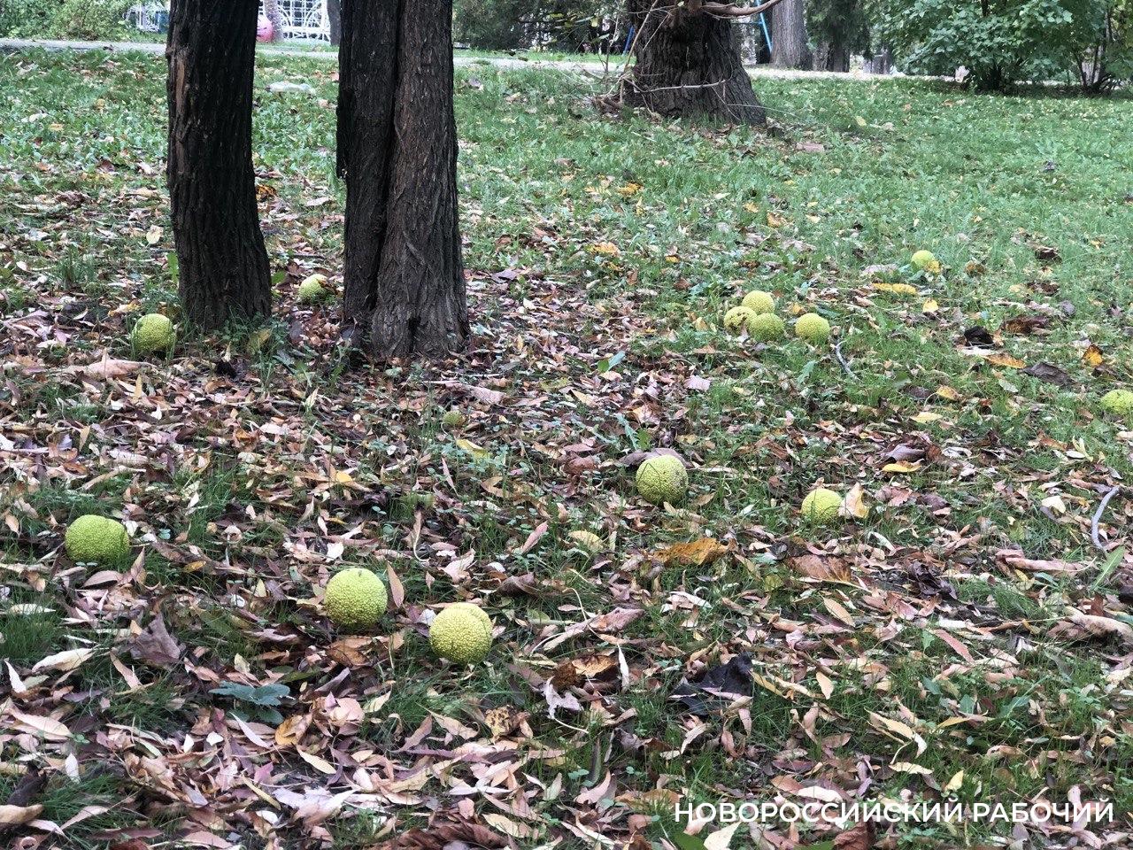 В Новороссийске горожанам на голову падают лечебные лжеапельсины