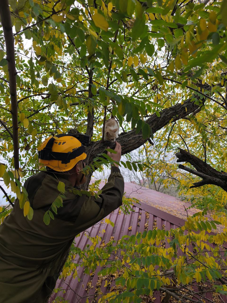 Сбежал из дома и впал в ступор. В Новороссийске спасли бело-рыжего котенка
