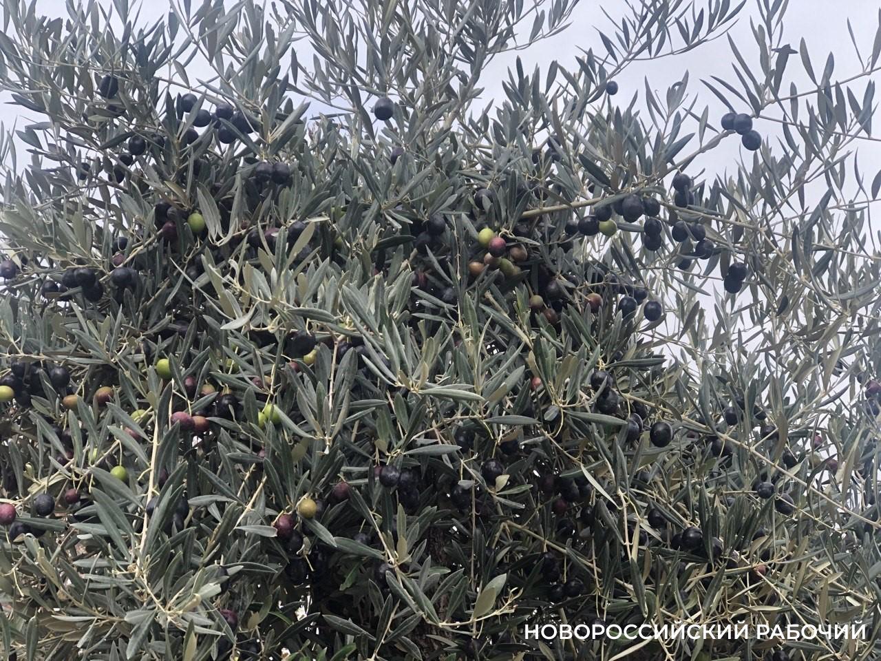 26 ноября – Всемирный день оливкового дерева. В Новороссийске есть, кого поздравить!