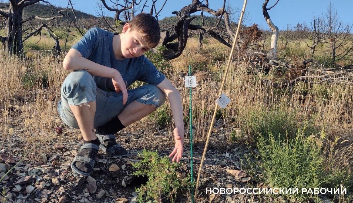 На месте пепелища под Новороссийском высадили молодые можжевельники. Какая участь их ждет?