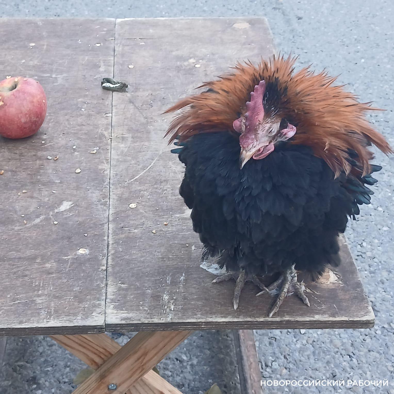 Петух-талисман вернулся из отпуска на ярмарку Новороссийска