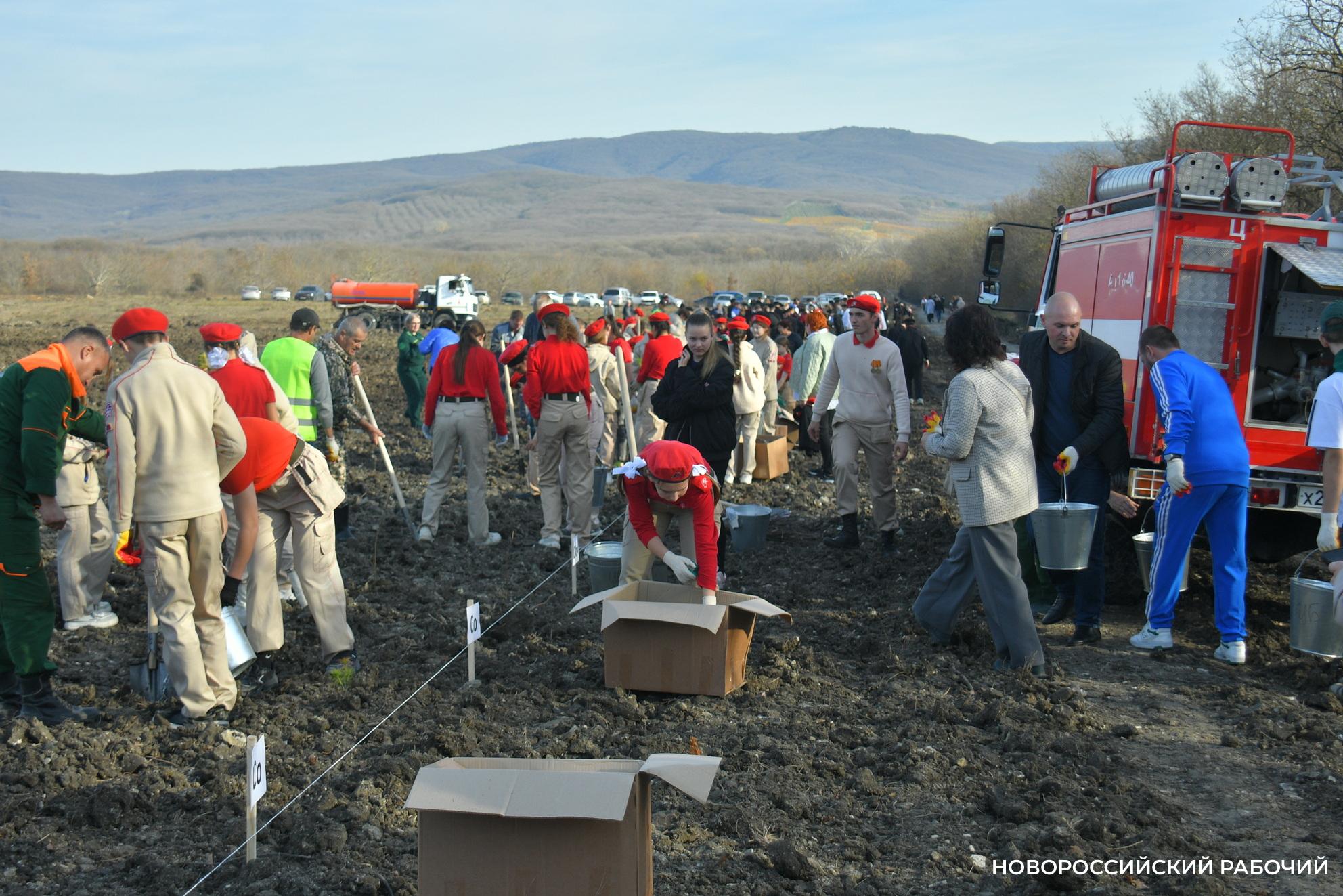 В Новороссийске всем миром высаживают целый лес