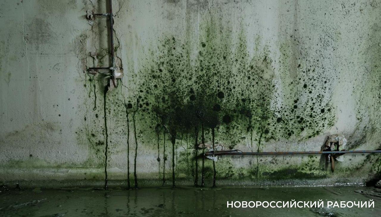 В бомбоубежище  для детсадовцев Новороссийска обнаружили плесень и текущую канализацию
