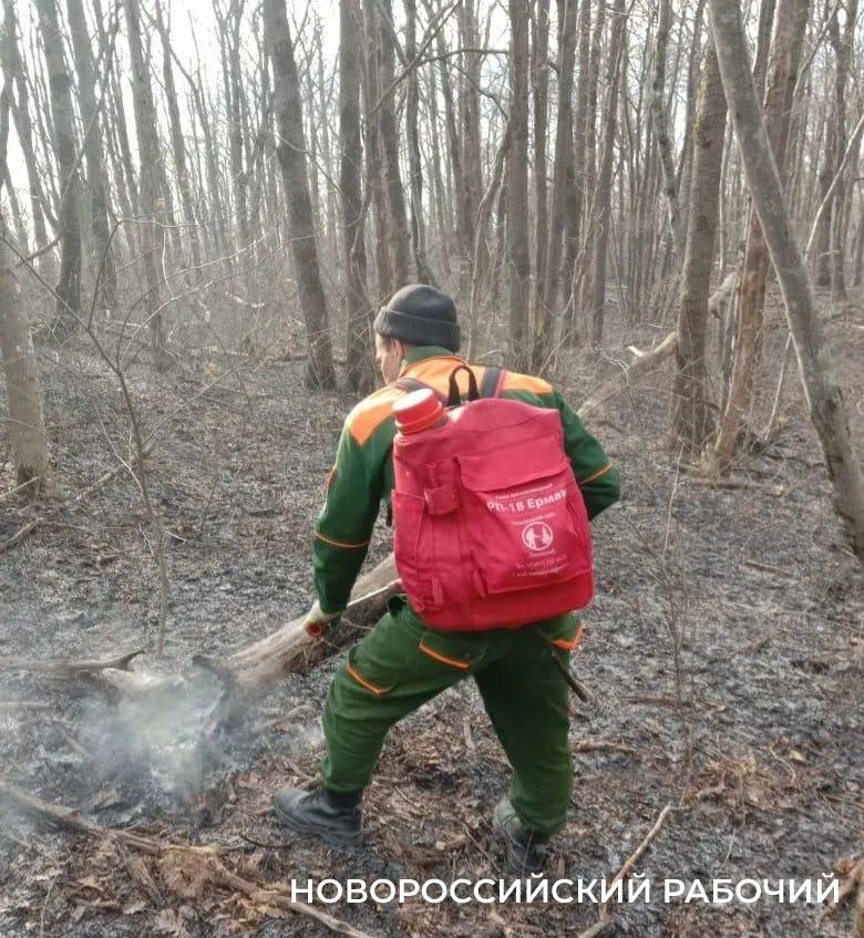 В Новороссийске потушили лесной пожар