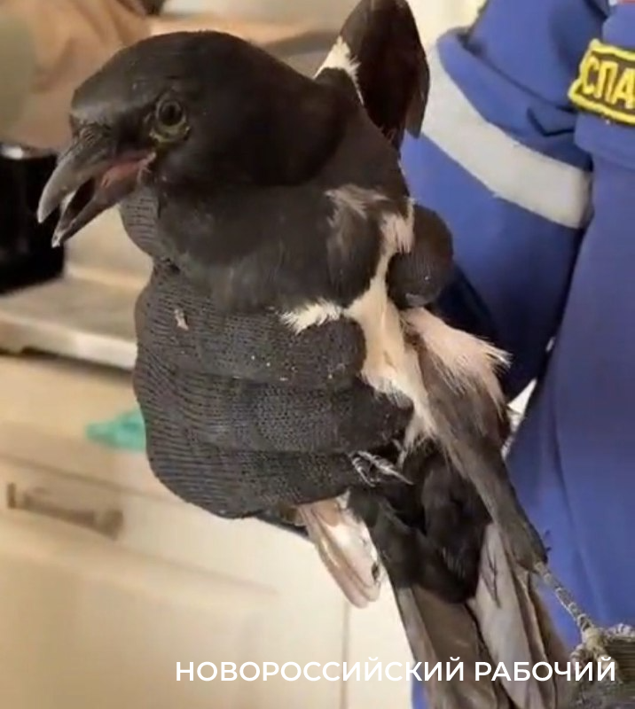 В Новороссийске из вентиляционной вытяжки достали вороненка