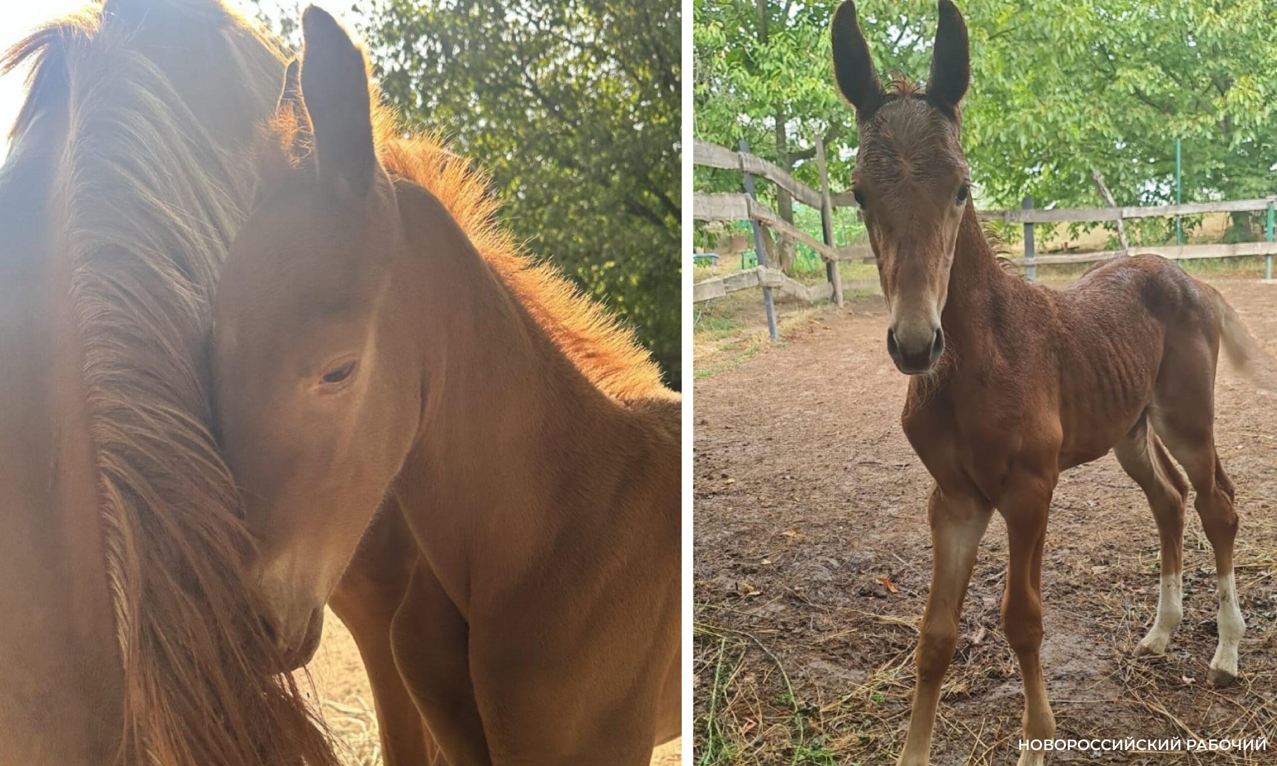 Под Новороссийском родился редкий жеребенок исчезающей донской породы