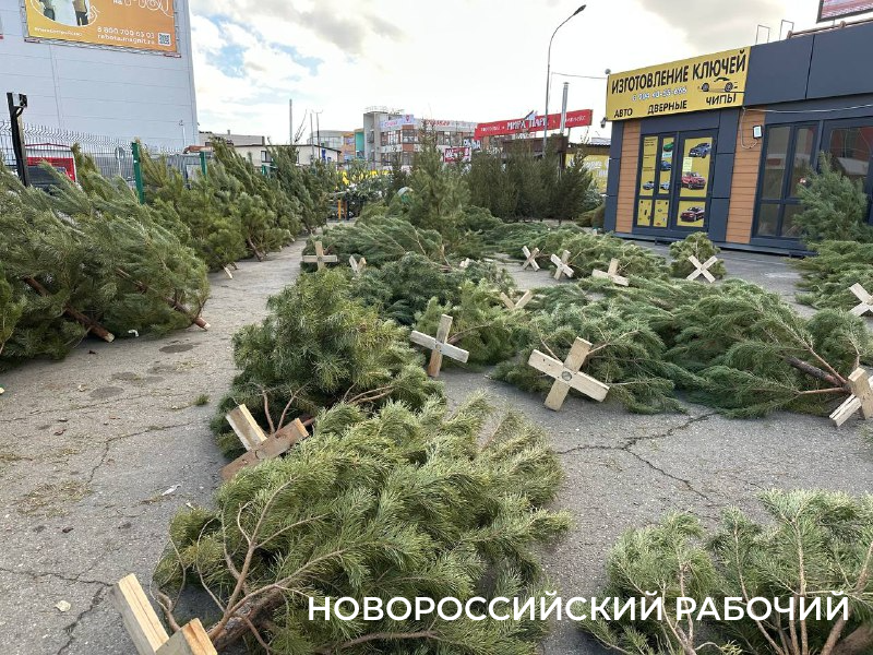 Во сколько обойдется живая елка в Новороссийске