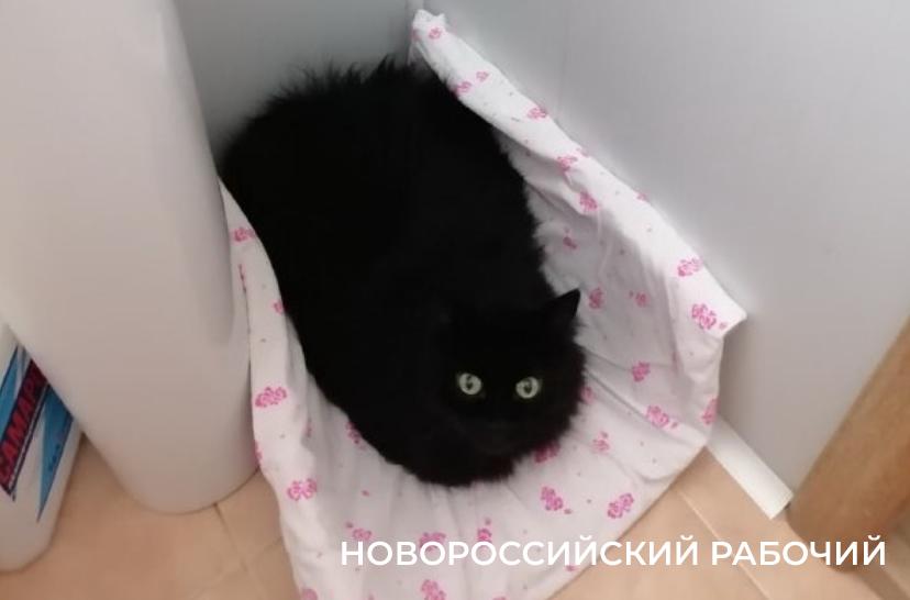 Кот Феликс из Новороссийска в случае чего действует строго по инструкции