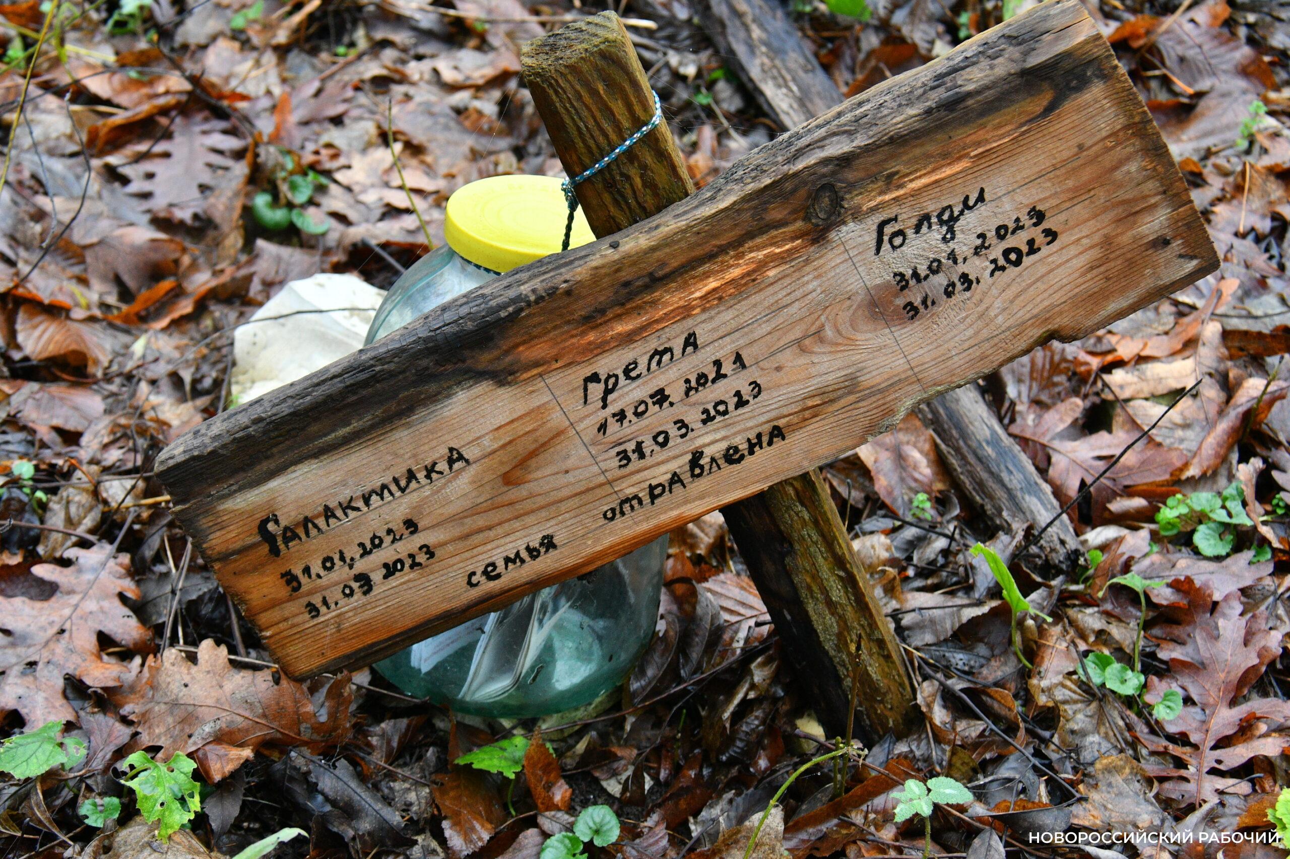 Вся семья была отравлена! В Новороссийске разрастается кладбище домашних животных