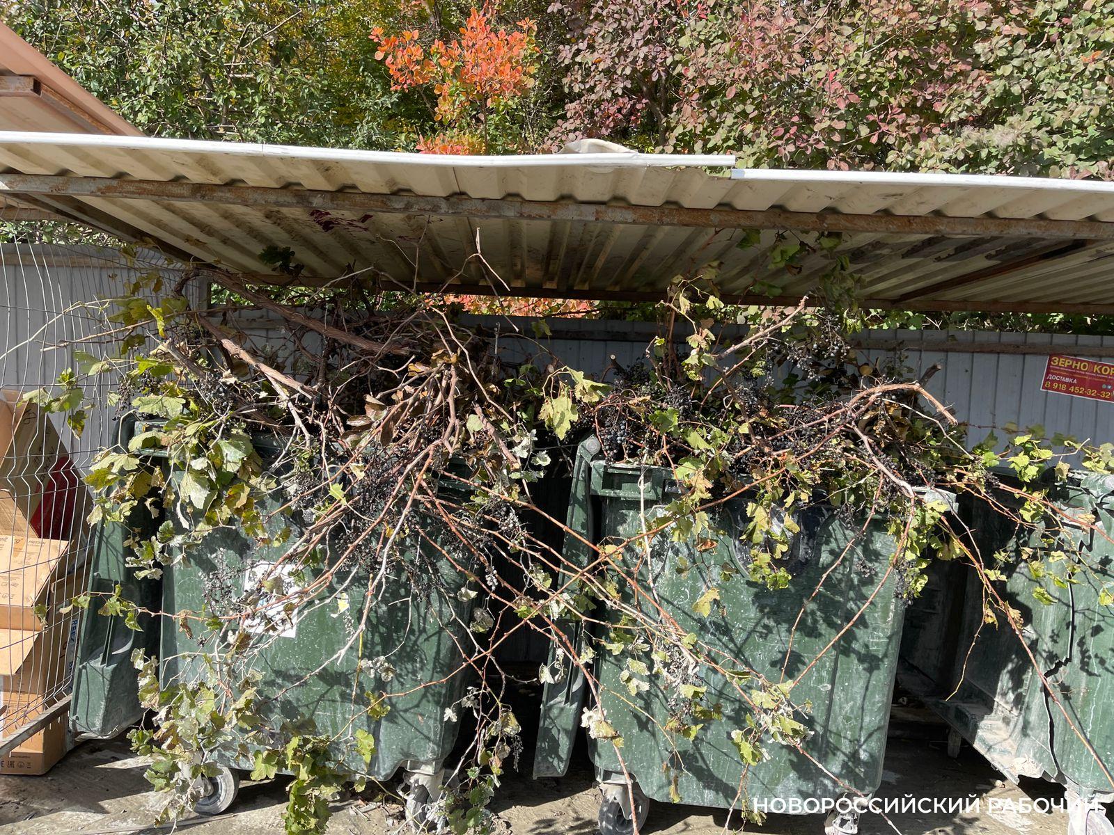 В Новороссийске разбираются: куда девать спиленные ветки