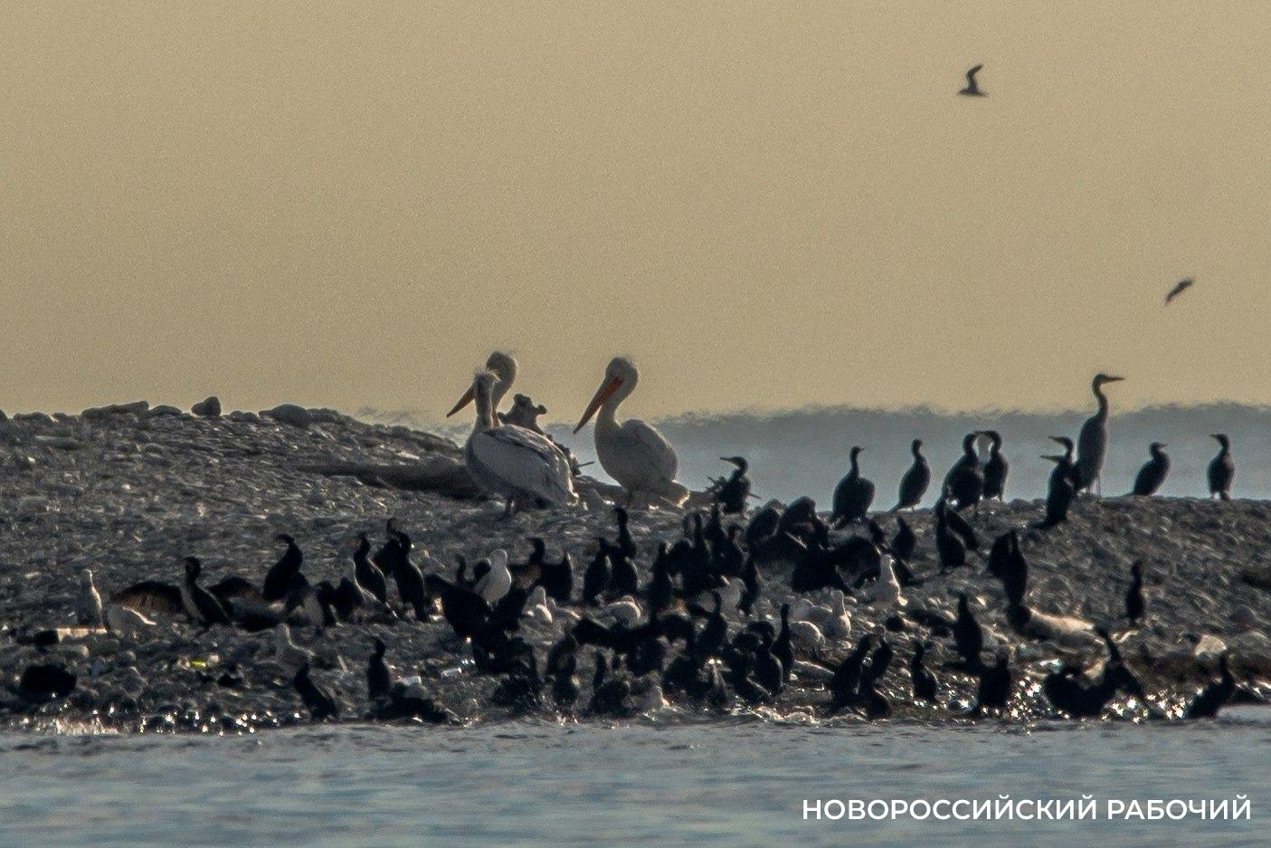 Они вернулись! На остров вблизи Новороссийска снова прилетели пеликаны