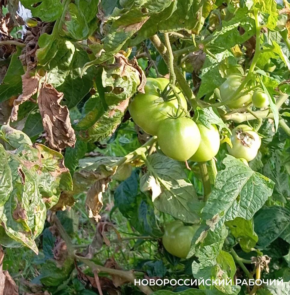 «В первый день зимы я собрала ведро помидоров». В Новороссийске зима так и не наступила