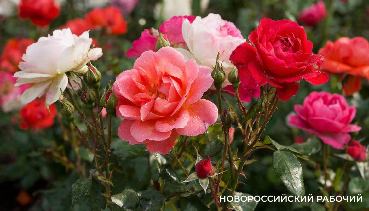 «Прям преступление!» В Новороссийске в День матери подростки воровали розы на чужих клумбах, чтобы преподнести букеты своим мамам