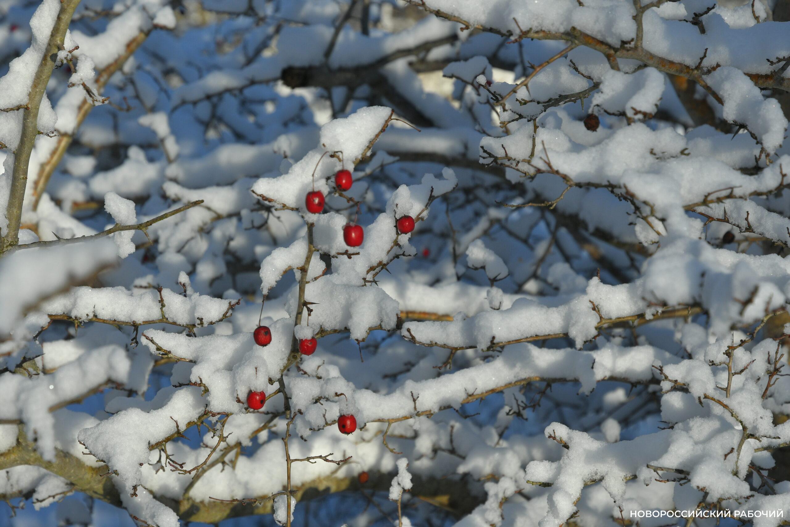 Советы дня на 8 января: о микробах радости, вращении Земли и узорах из ромбов