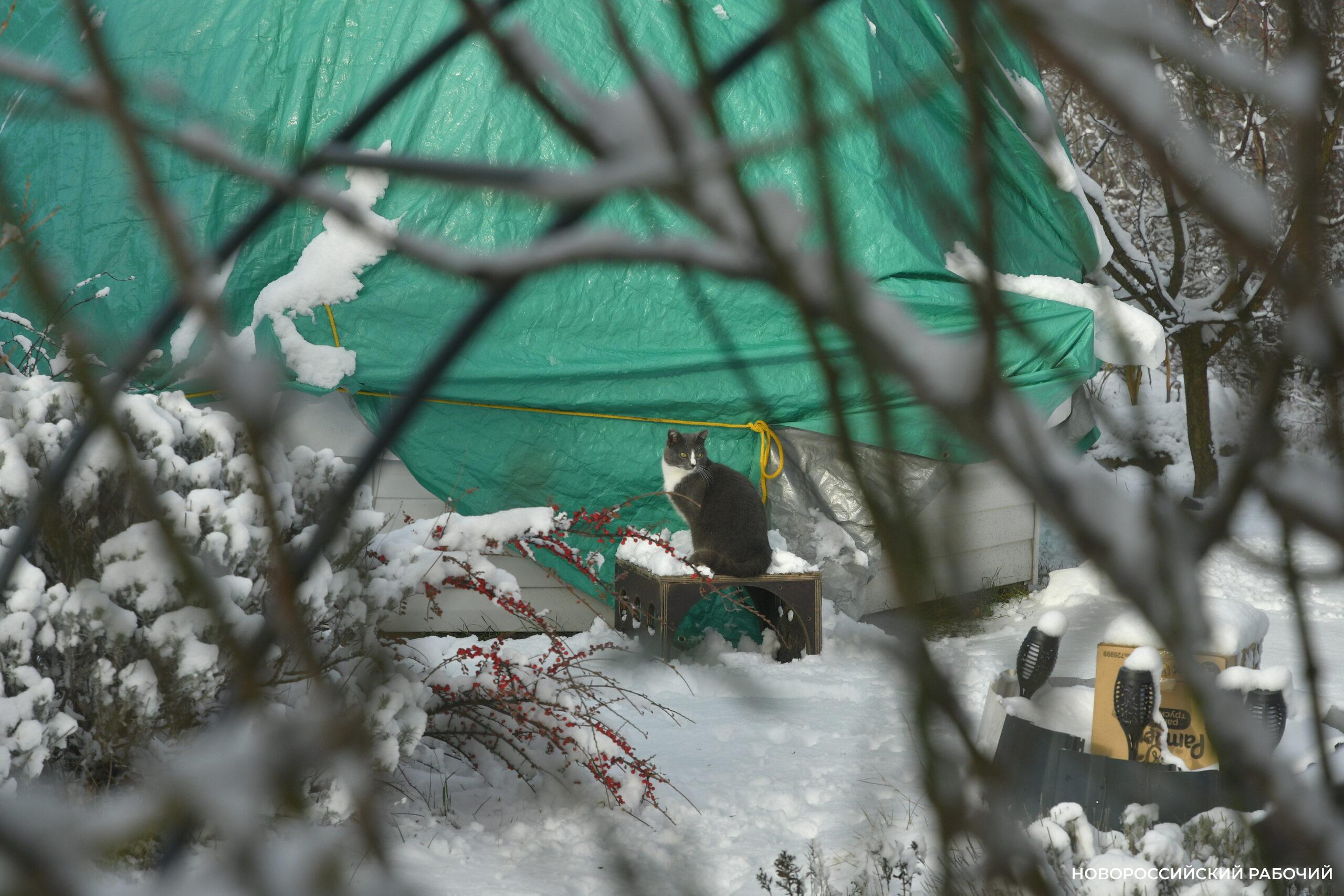 Одни новороссийцы радуются снегу, а другие – категорически против