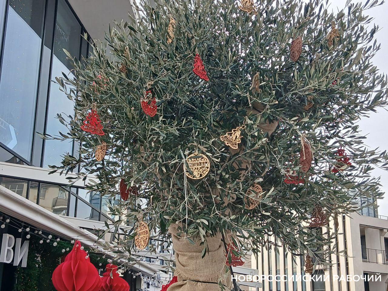 На набережной Новороссийска оливы «одели» по-зимнему и нарядили по-новогоднему