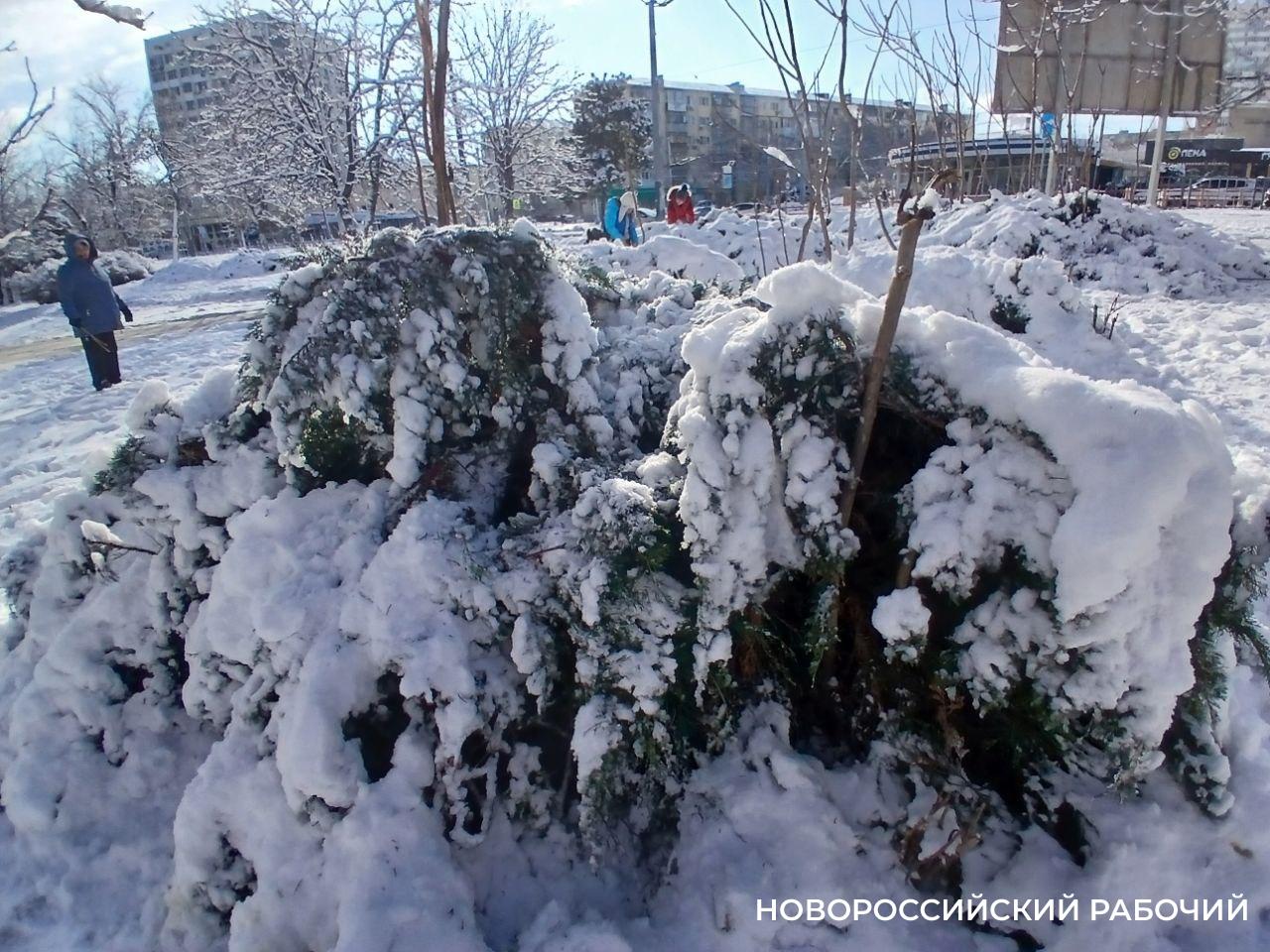 В Новороссийске деревья гнуться под тяжестью снега