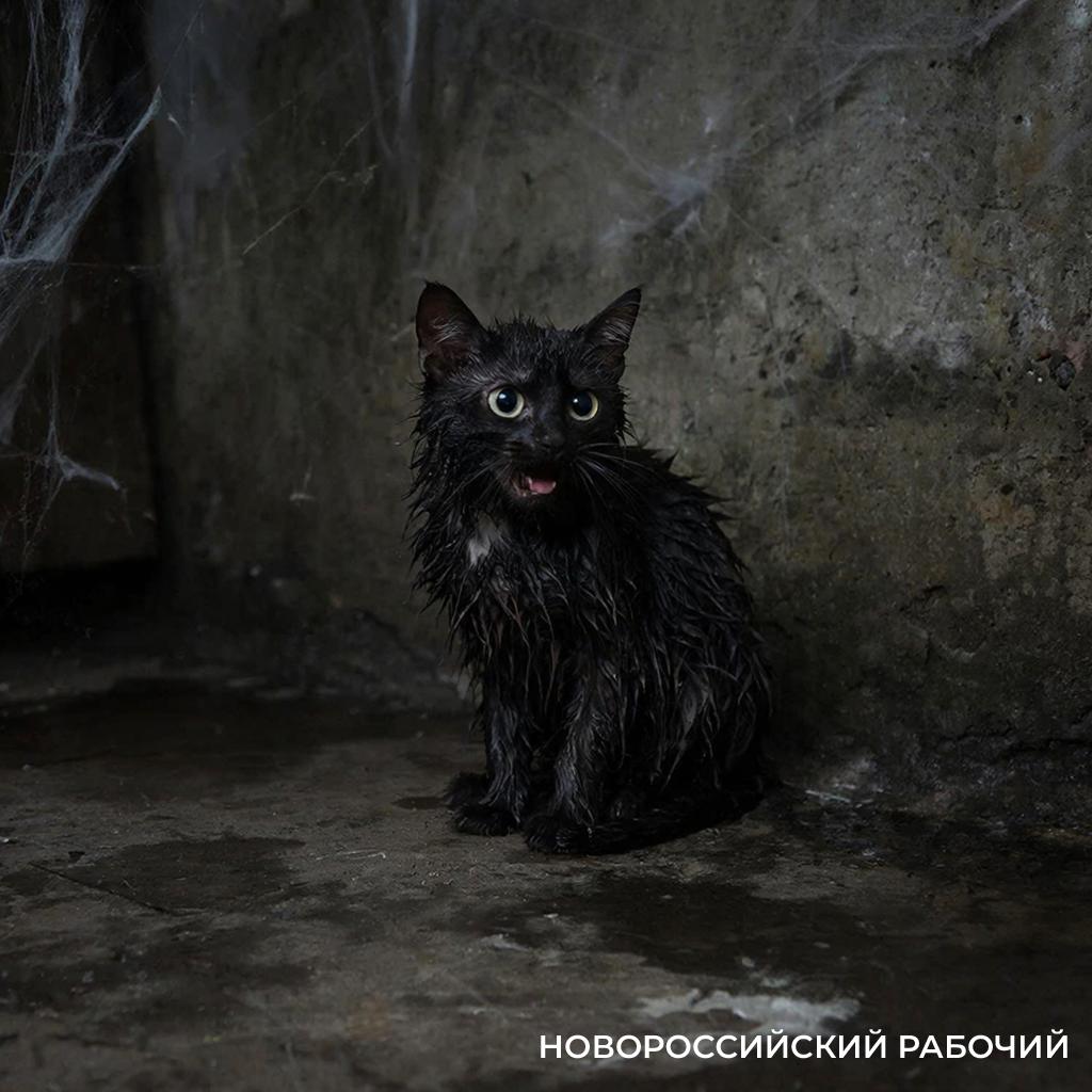 «Я уж собралась нырять!» В Новороссийске спасатели вытащили из ледяной воды кошку 84-летней бабушки