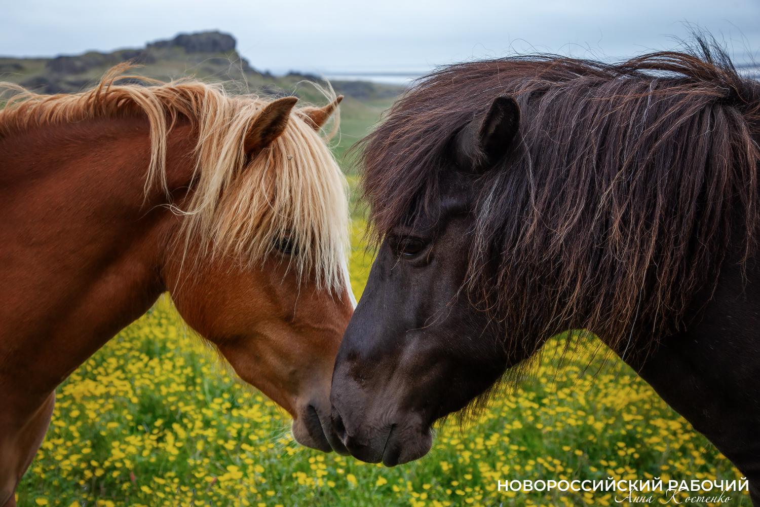 Год Лошади вступает в свои права. А какими увидели лошадей новороссийские фотографы?