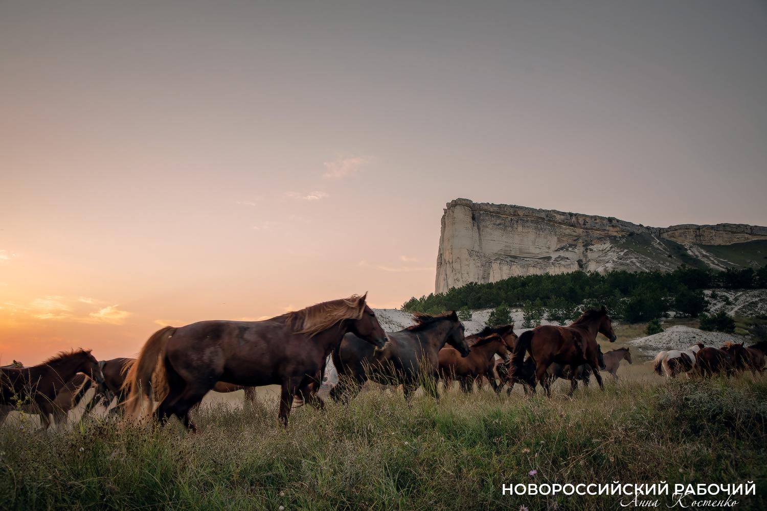 С Лошадью Новороссийск «проскакал» не один год!