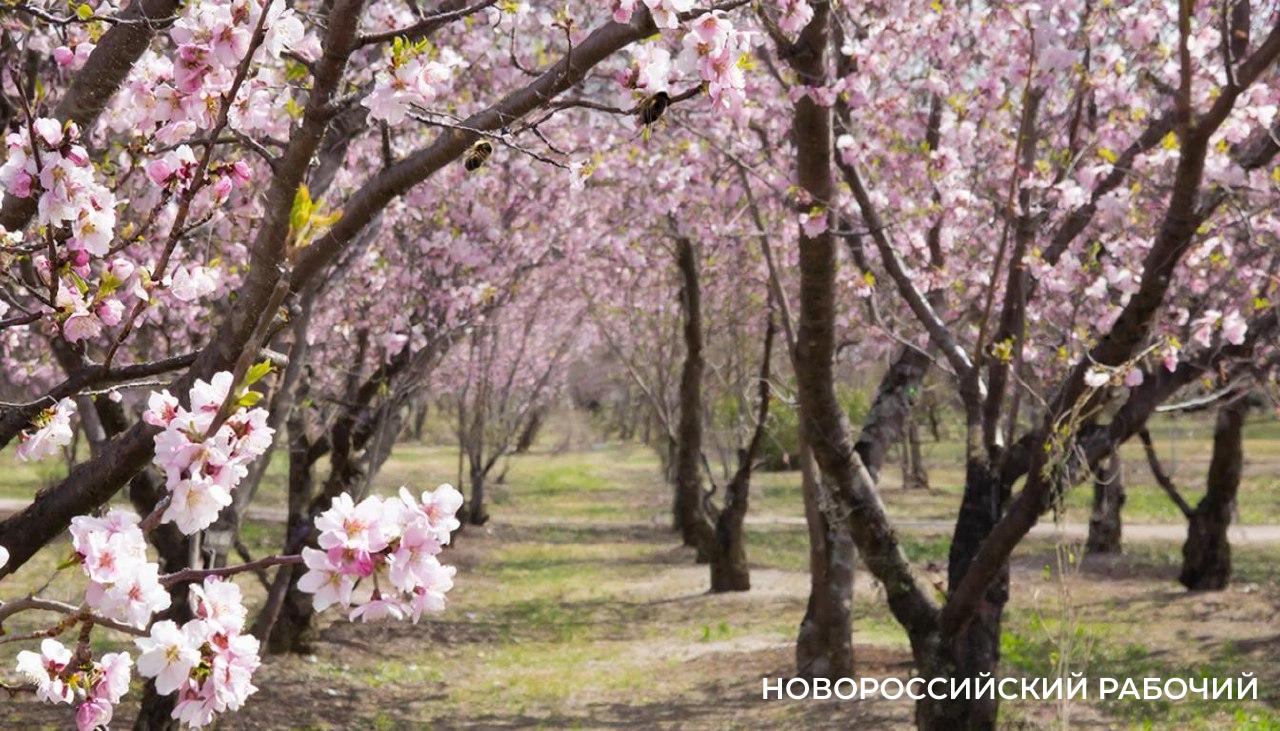 Под Новороссийском ждут первый урожай миндального сада