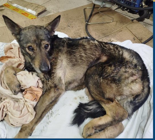 В Новороссийске животные стали жертвами фейерверков