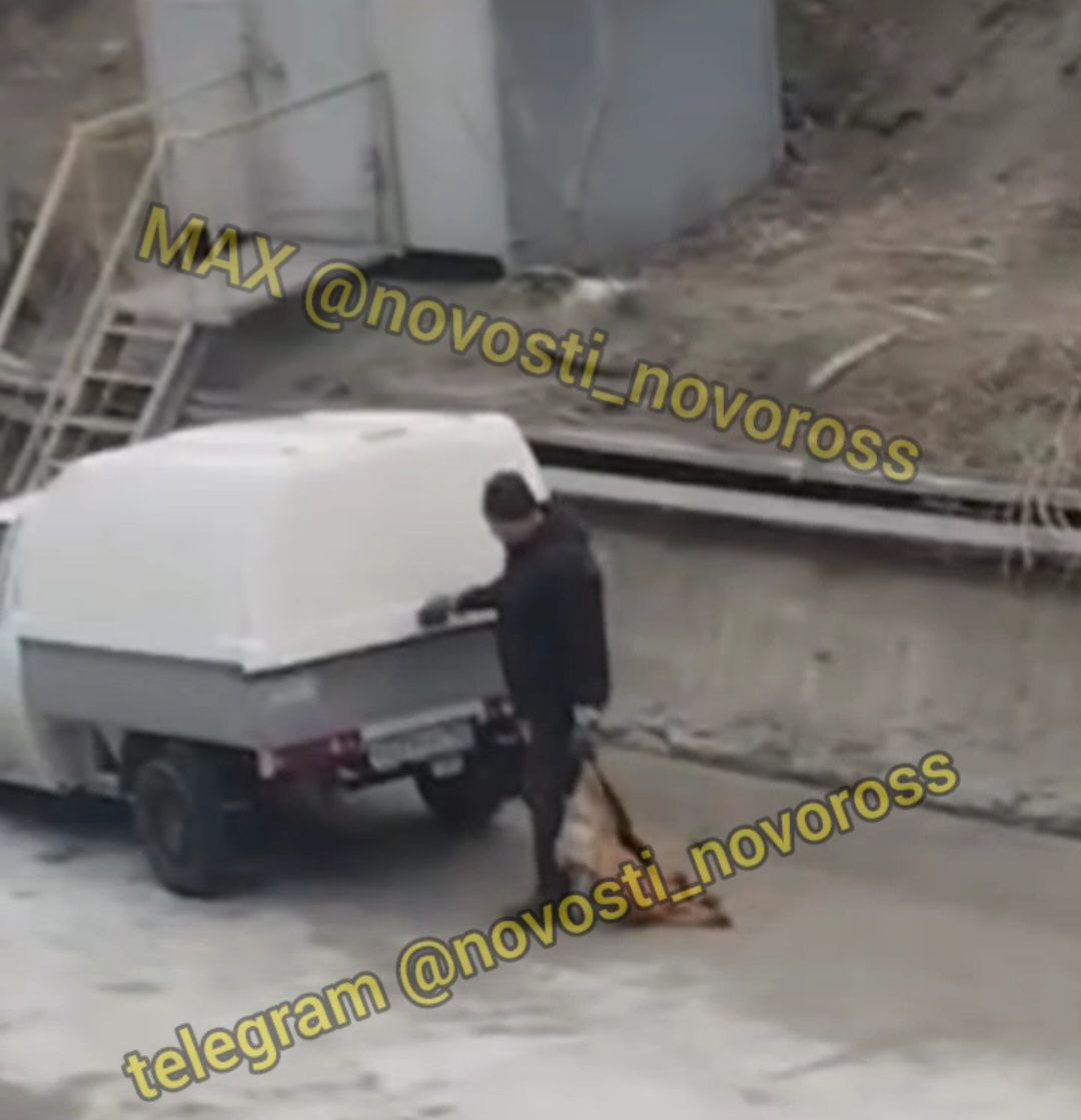 На заводе под Новороссийском убили 30 собак? Полиция занимается расследованием