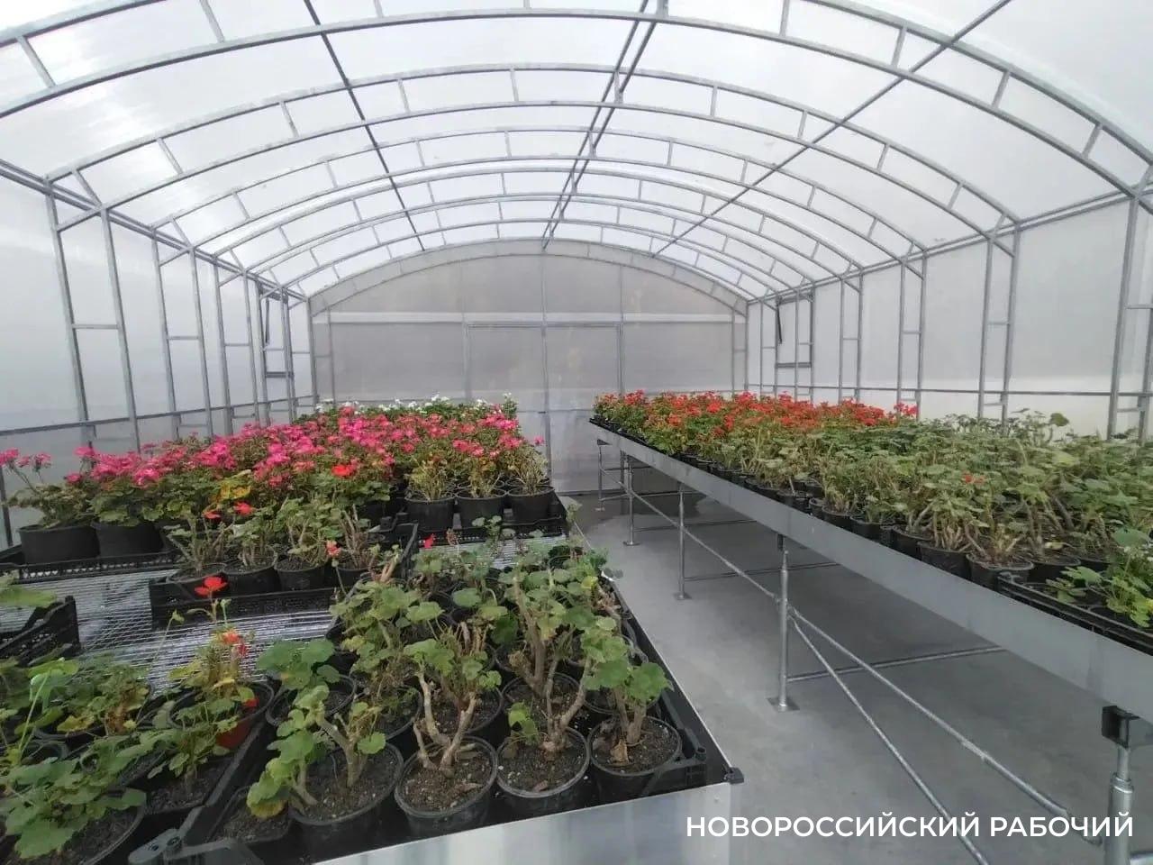 В Новороссийске возродили питомник