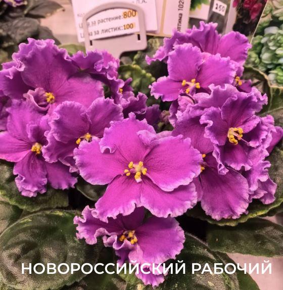 Советы для счастливых обладателей фиалок от профессиональных цветоводов