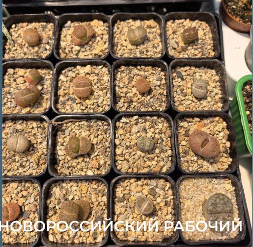 Советы для счастливых обладателей литопсов, «живых камней», от профессиональных цветоводов