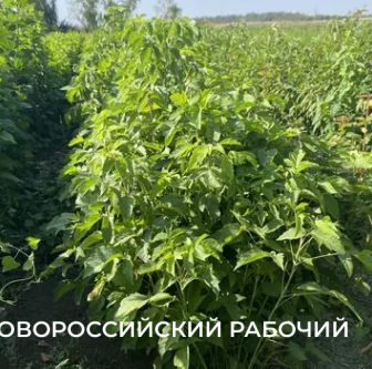 В Новороссийске могут начать штрафовать за клены, которые вдруг стали опасными                  