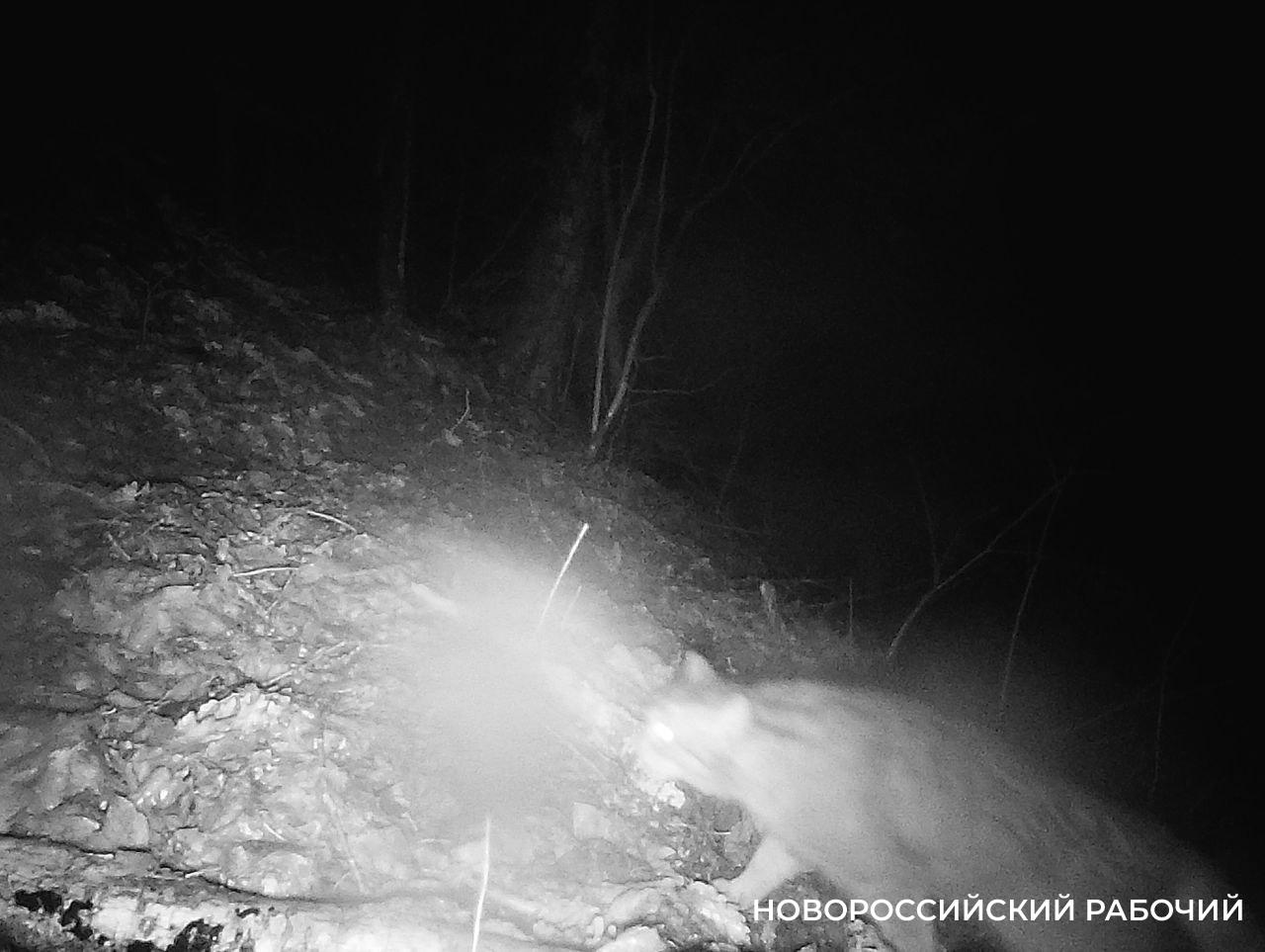 Новороссийский ученый установил фотоловушку на Маркотхе и «поймал» лесного кота