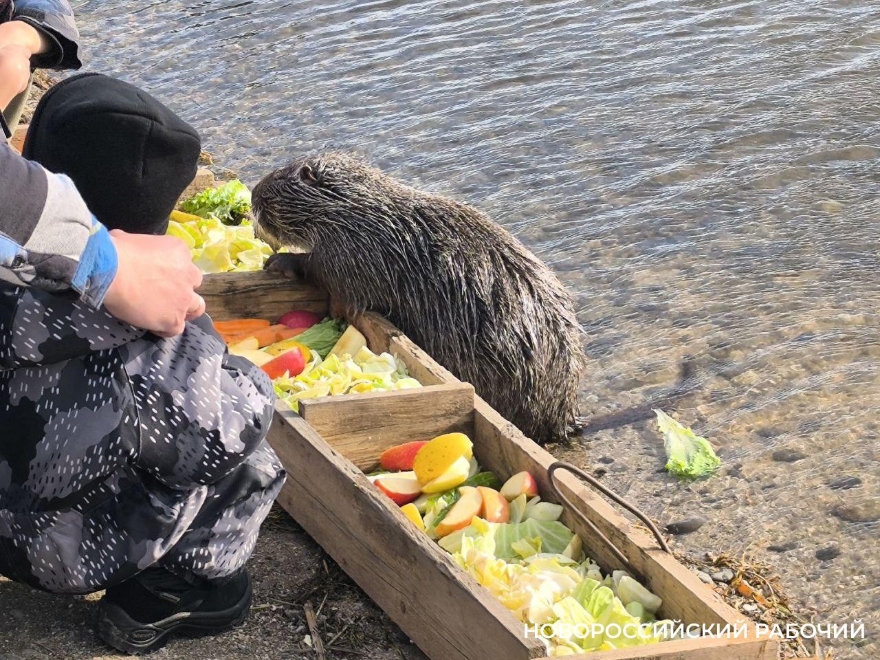 В Новороссийске накрыли для нутрий праздничную «поляну»